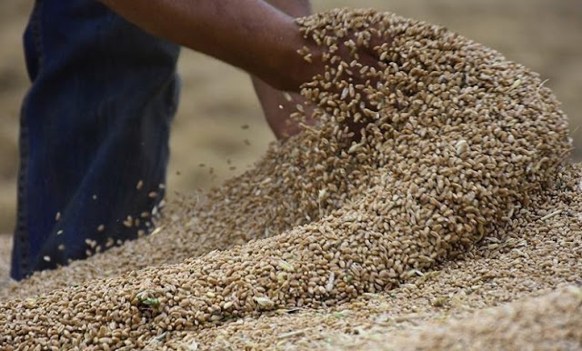 تفاقم أزمة القمح.. تركيا: تصدير الحبوب من أوكرانيا عبر البحر أمر مستحيل