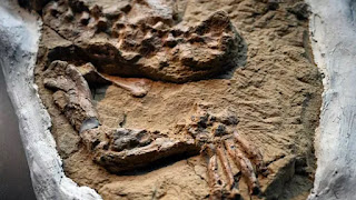 عمرها بين 10 و12 مليون سنة.. العثور على متحجرة نادرة لتمساح في البيرو