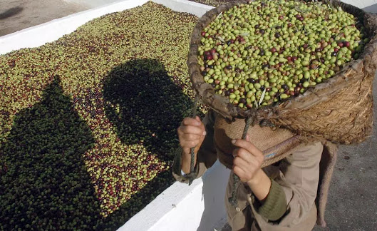 الحر والجفاف يفتكان بالزيتون وزيته.. المزارعون يبحثون عن حلول