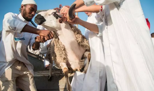 تزيّنها بالورود والتيجان.. بلدان تتبع تقاليد غريبة للعناية بأضاحي العيد